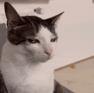 Cat Stare Angry Cat GIF - Cat Stare Angry Cat Funny Cat Memes GIFs