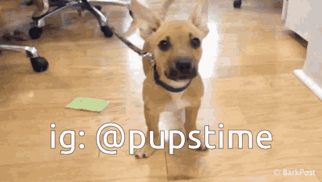 a small brown dog standing on a wooden floor with the words ig @pupstime below it