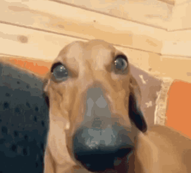 Dog Blushing GIF - Dog Blushing Embarrassed GIFs