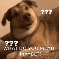 a dog is laying on a couch and looking at the camera .