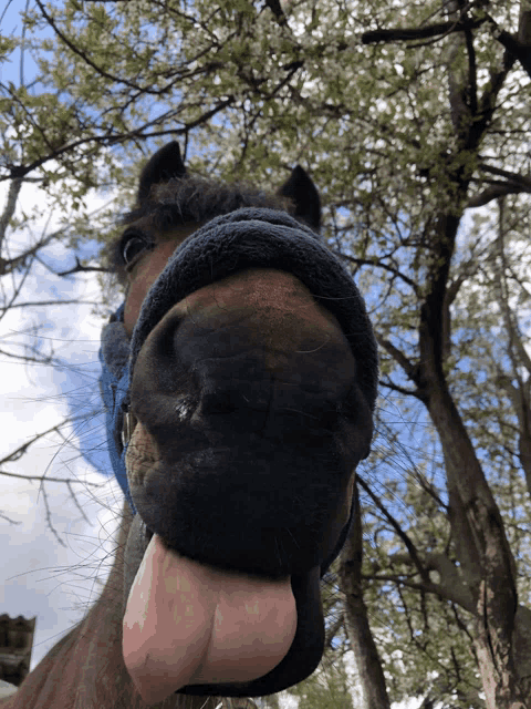 a close up of a horse 's nose with its tongue out