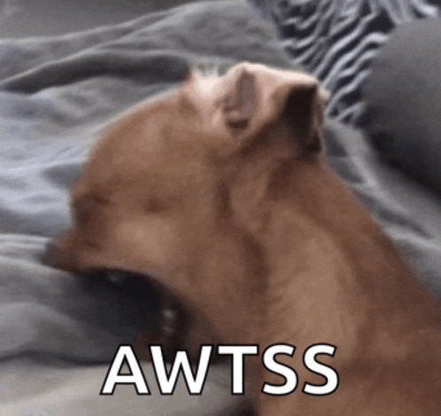 a brown dog laying on a bed with the word awtss written on the bottom