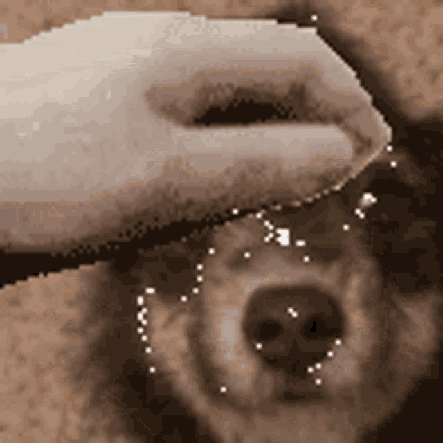 a person is petting a dog 's nose with their hand