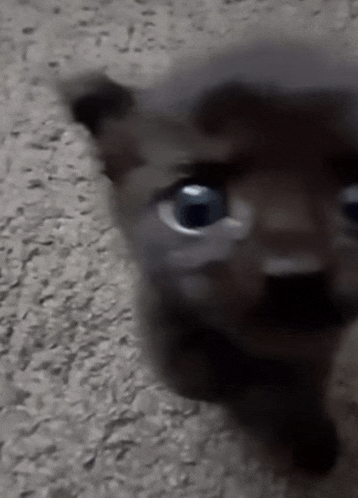 a close up of a black cat with blue eyes