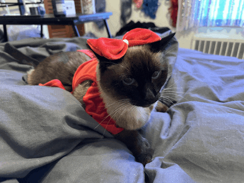 a cat laying on a bed wearing a red santa hat