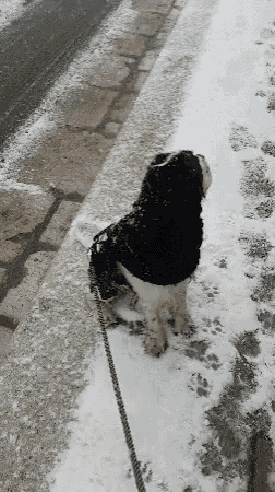 Cocker Dog GIF - Cocker Dog Snow GIFs