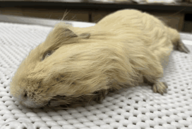 a close up of a guinea pig laying on a table .