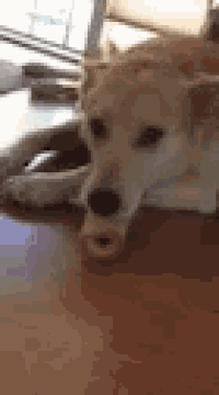 a dog is laying down on a wooden floor with a donut in its mouth .