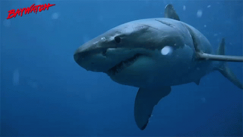 Shark David Hasselhoff GIF - Shark David Hasselhoff Shawn Weatherly GIFs