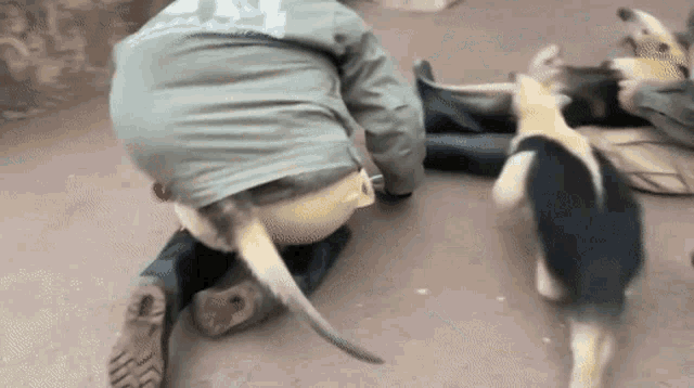 a person is kneeling down with a cat and a dog looking on