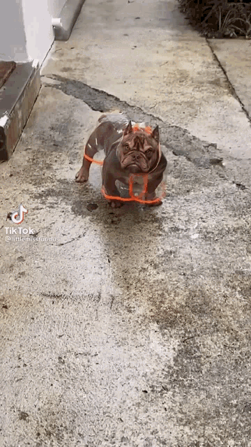a dog wearing a raincoat is standing on a sidewalk