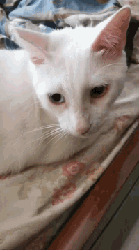 a white cat laying on a bed with a floral blanket