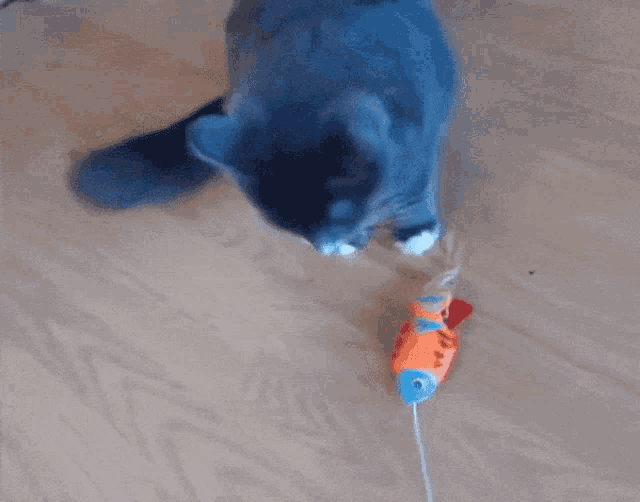 a blue and white cat is playing with a toy on the floor