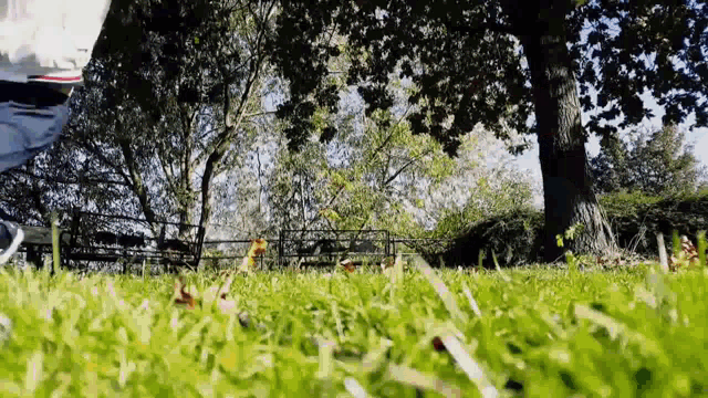 a person is standing in the grass in front of a tree .