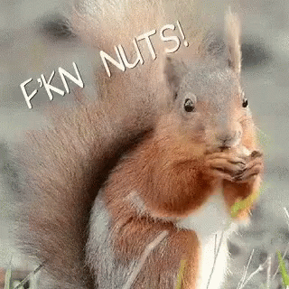 Crazy Nuts GIF - Crazy Nuts Tree Mouse GIFs