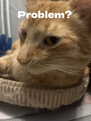 a cat laying in a cardboard box with the word problem written on the bottom