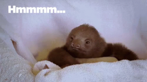 Please Tell Me More GIF - Sloth Hmm Thinking GIFs