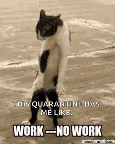 Quarantine Kitten GIF - Quarantine Kitten Work GIFs