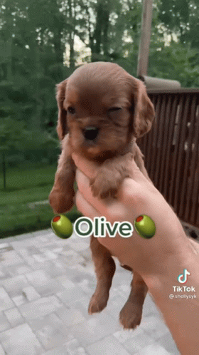 Olive Dog GIF - Olive Dog Suspicious GIFs
