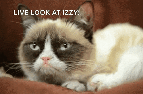 a grumpy cat laying on a bed with the words live look at izzy above it