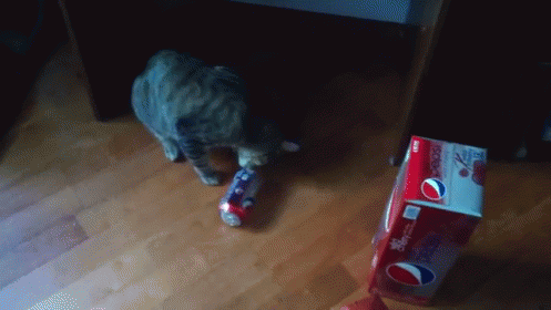 Why Soda Is Bad For You GIF - Cat Can Soda GIFs