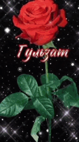 a red rose with green leaves is on a black background with the word tyubzam in red letters