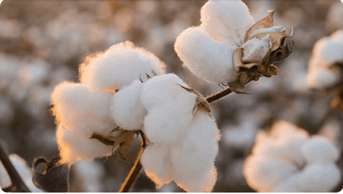 Cotton Biologique GIF - Cotton Biologique GIFs