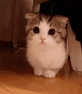a cat is standing on its hind legs on a wooden floor .
