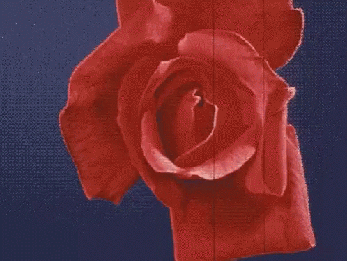 Rose Flower GIF - Rose Flower GIFs