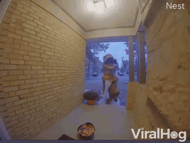a person in a t-rex costume is entering a house