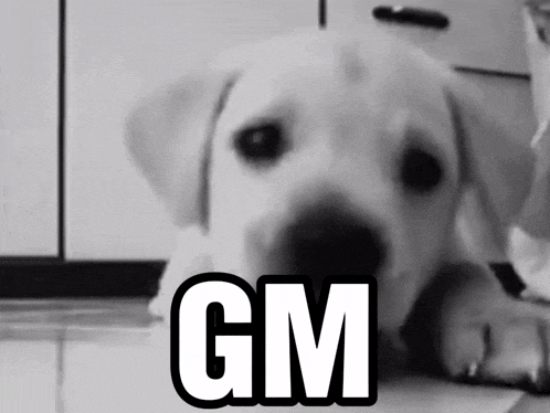 a black and white photo of a puppy with the word gm on the bottom