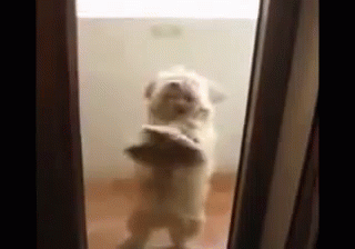Dancing Dog Here To Cheer Up Your Day GIF - Cheer Up Dog GIFs
