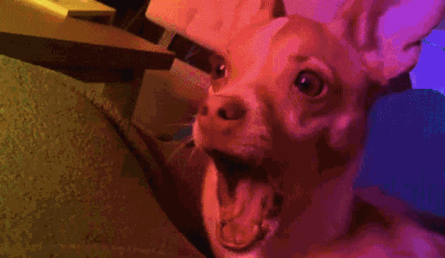 a small brown and white dog with its mouth open and a green background