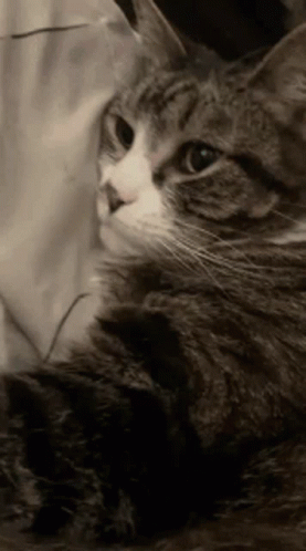 Punchy Laying Spaced Out GIF - Punchy Laying Spaced Out Punchy Cat GIFs
