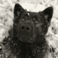 Doggie Mesmerized GIF