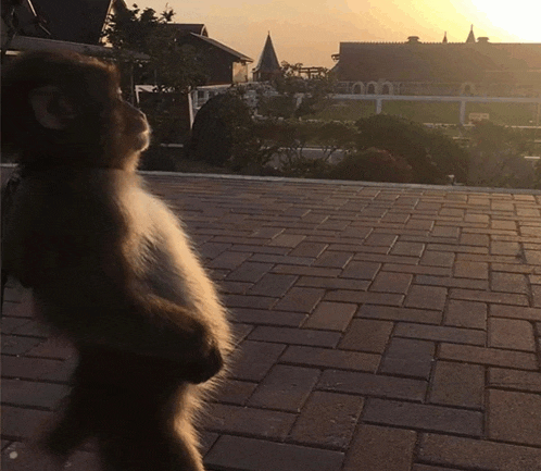 a monkey stands on its hind legs on a brick sidewalk