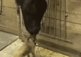 a black dog is standing next to a smaller dog in a barn .