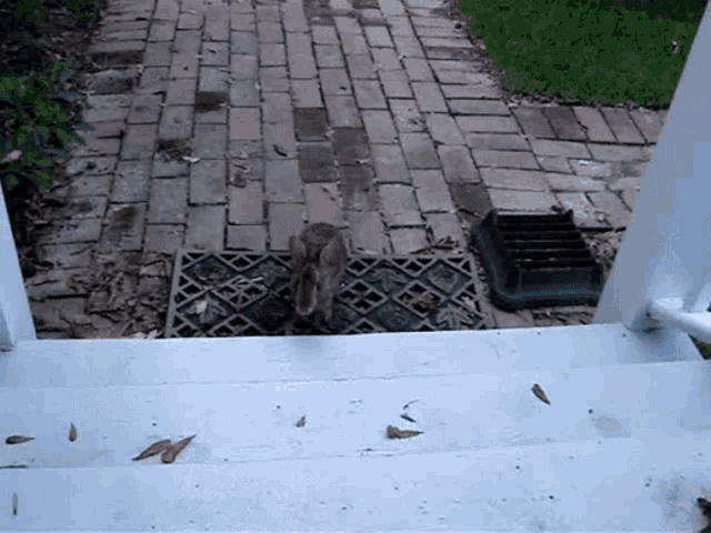 How To Attract Wild Rabbits To Your Yard GIF - How To Attract Wild Rabbits To Your Yard GIFs
