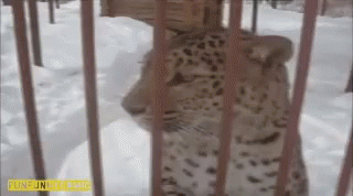 Funny Animals GIF - Funny Animals Leopard GIFs
