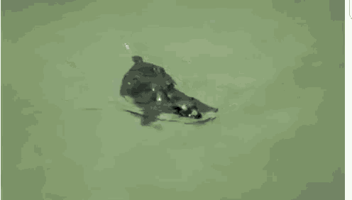 a bat is swimming in the water and looking at the camera .