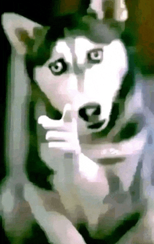 a husky dog giving a thumbs up in a painting
