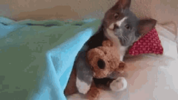 a cat is holding a teddy bear under a blue blanket .