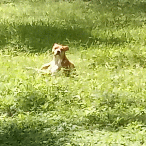 Life Is Good Dogs GIF - Life Is Good Dogs Love GIFs