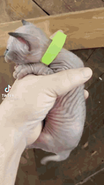 a hairless kitten wearing a green collar is being held by a person .