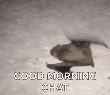 a bat is flying in the air with the words `` good morning chat '' written below it .