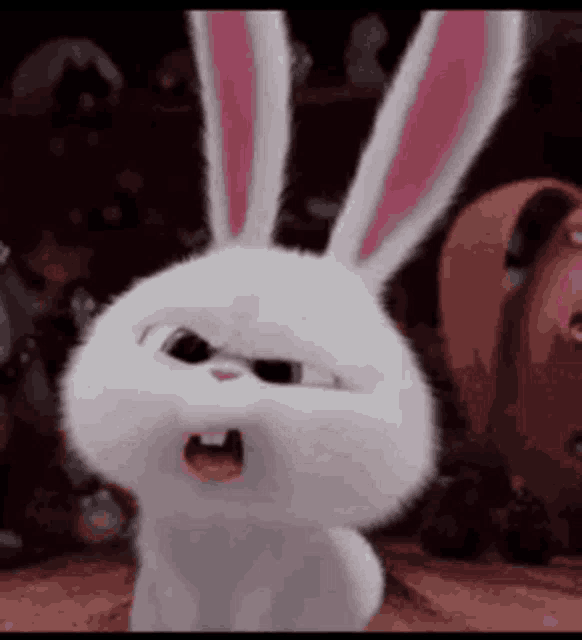 Bunny What GIF