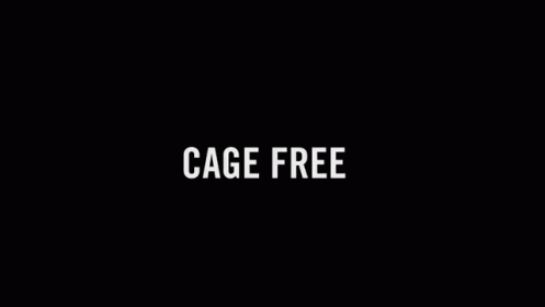 Cage Free Chickens GIF - Cage Free Chickens Chiken Run GIFs