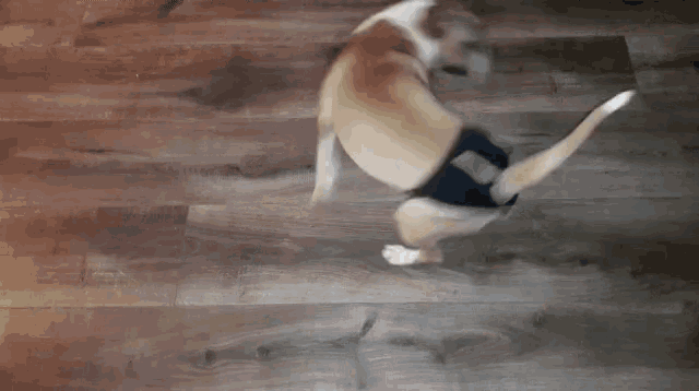 a dog is walking on a wooden floor