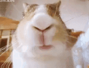 a close up of a cat 's face with the words lovelycops visible in the corner