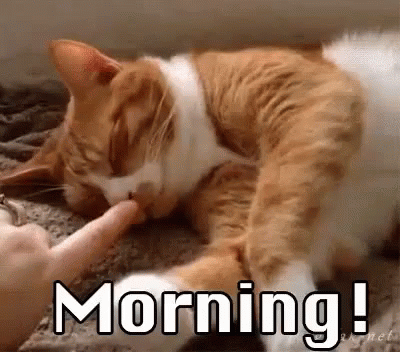 Good Morning GIF - Cute Cat Adorable GIFs